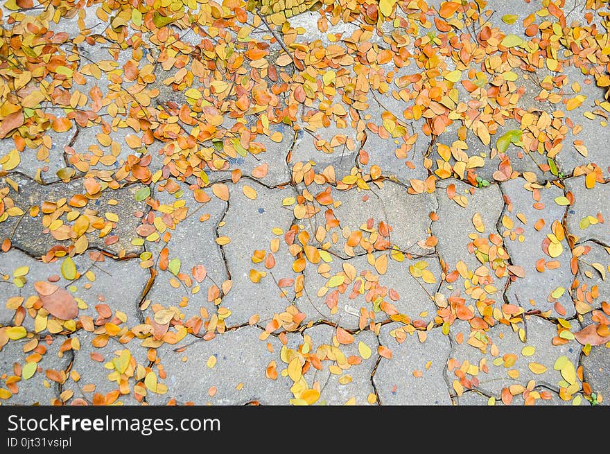 Close up dry leaves fall on cement brick floor