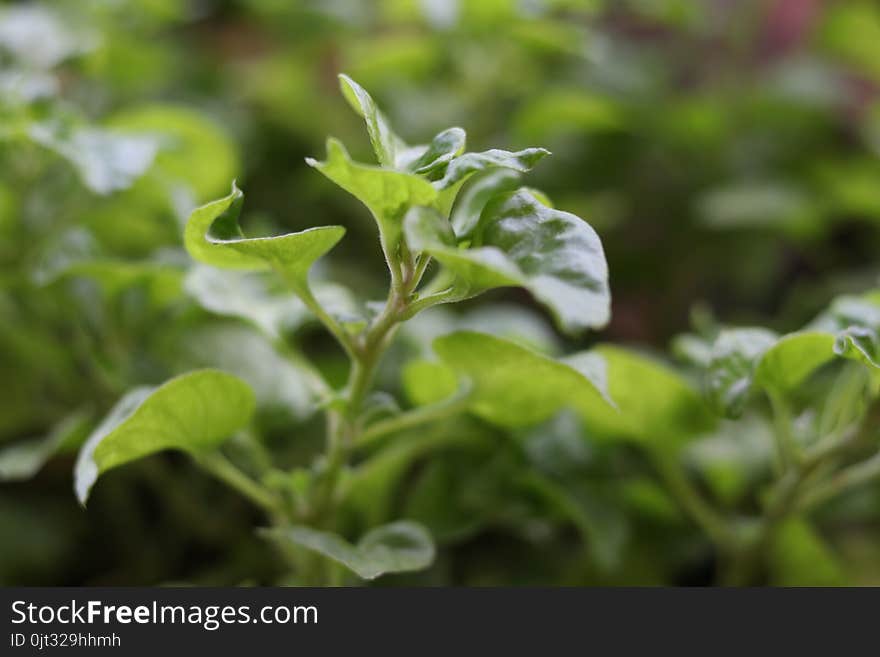 Closeup Watercress, wild salad and medicinal herb, prevent cancer growing in vase for eating at home with blurred background