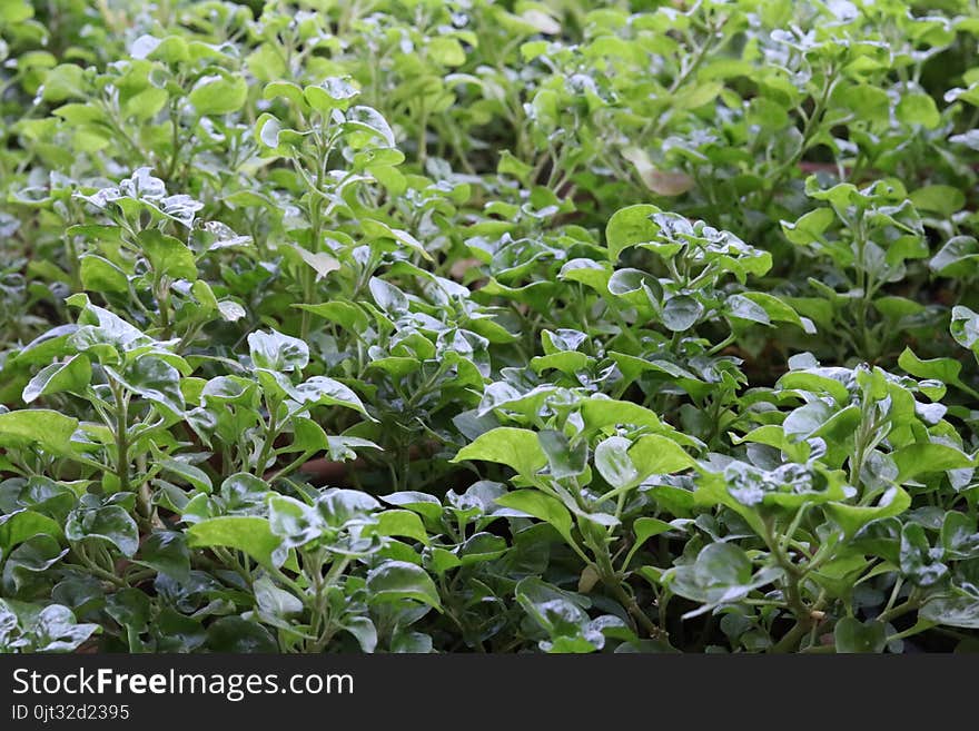 Watercress, wild salad and medicinal herb, prevent cancer growing in vase for eating at home