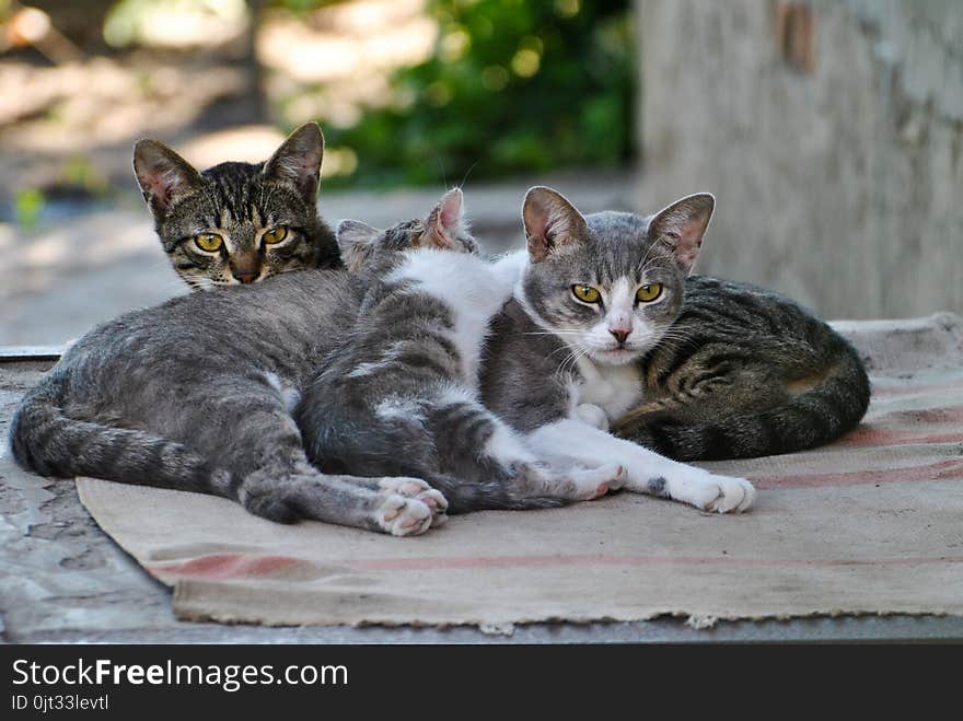 Family of homeless cats lay on the backyard of abandoned house. Family of homeless cats lay on the backyard of abandoned house