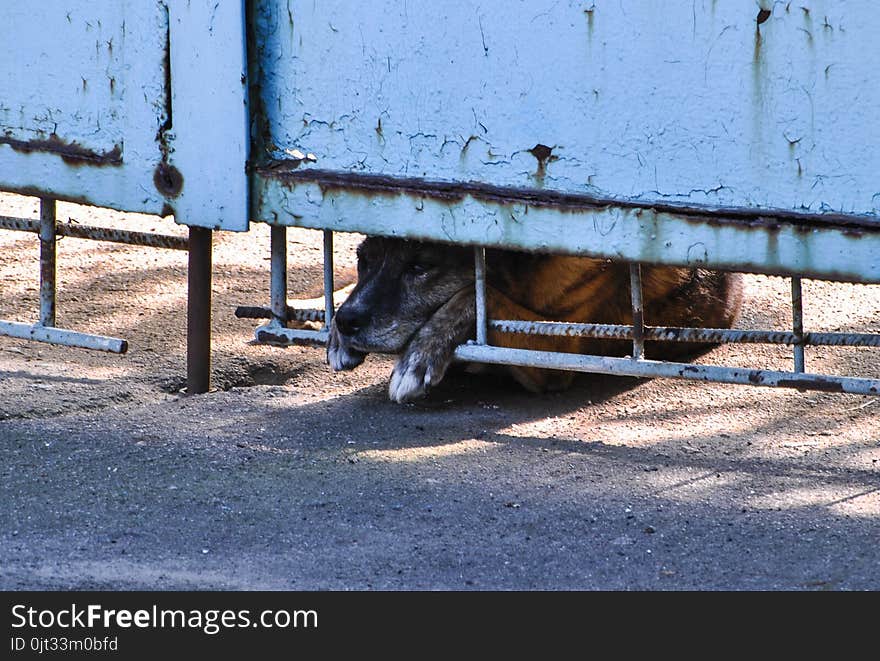 Sad homeless dog is looking out the fence. Animal care concept.