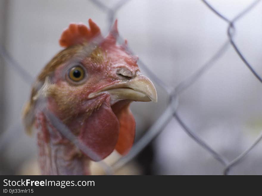 Hen looks over the metallic fence of the farm curiously. Looking for delicious treats. Chicken life in the farm. Hen looks over the metallic fence of the farm curiously. Looking for delicious treats. Chicken life in the farm.