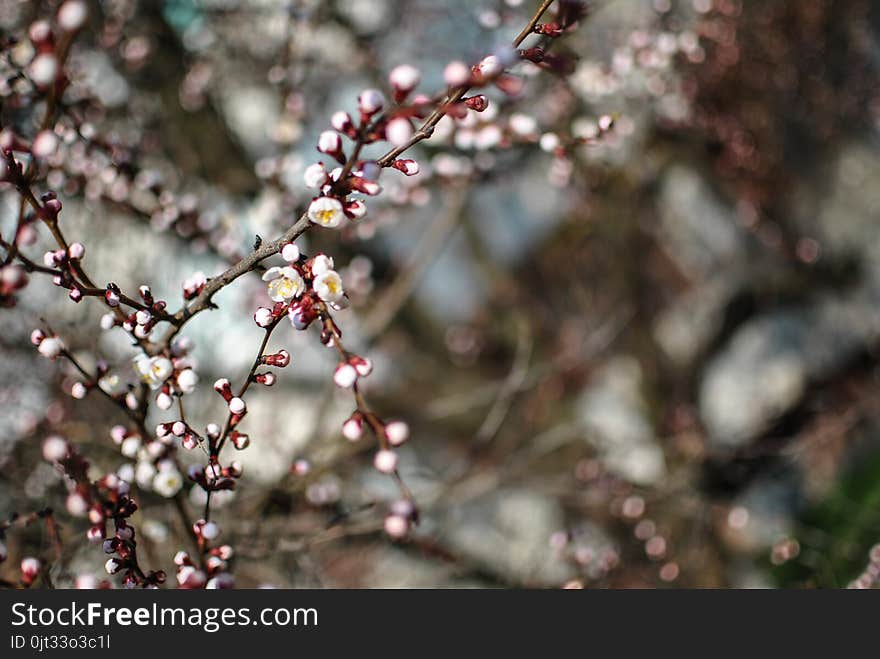 Blossoms of cherry flowers in the spring garden. Front view. Spring concept.