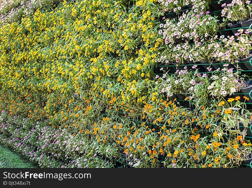 Beautiful flower wall in nature garden