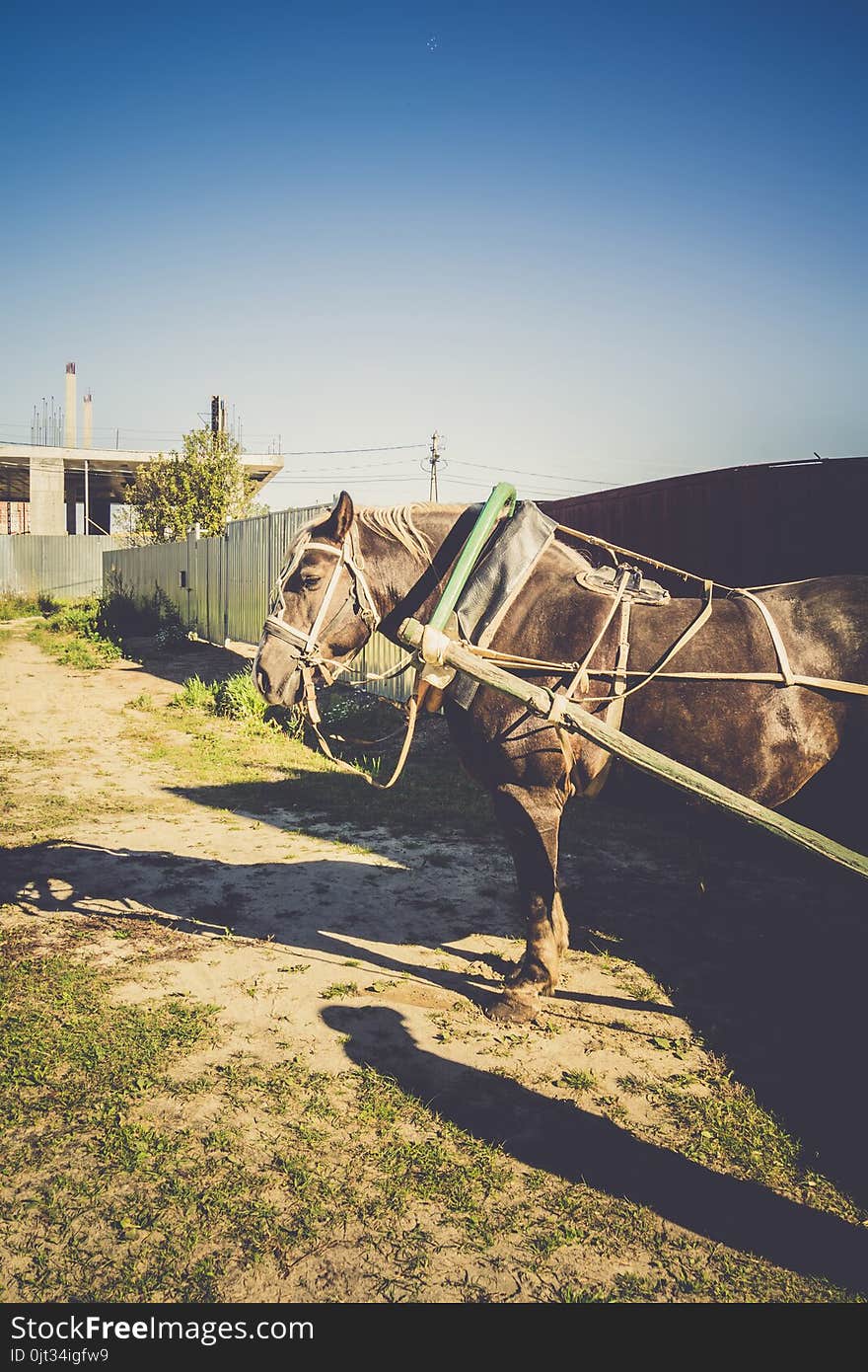 Rural portrait of a horse in harness, sunny summer day, vintage. Rural portrait of a horse in harness, sunny summer day, vintage.