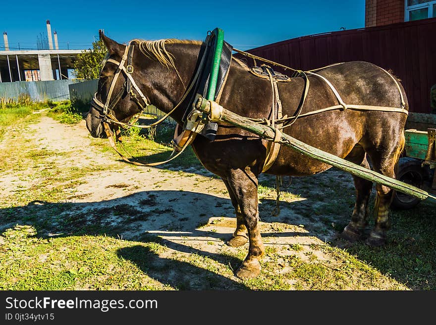 Rural portrait of a horse in harness, sunny summer day. Rural portrait of a horse in harness, sunny summer day.