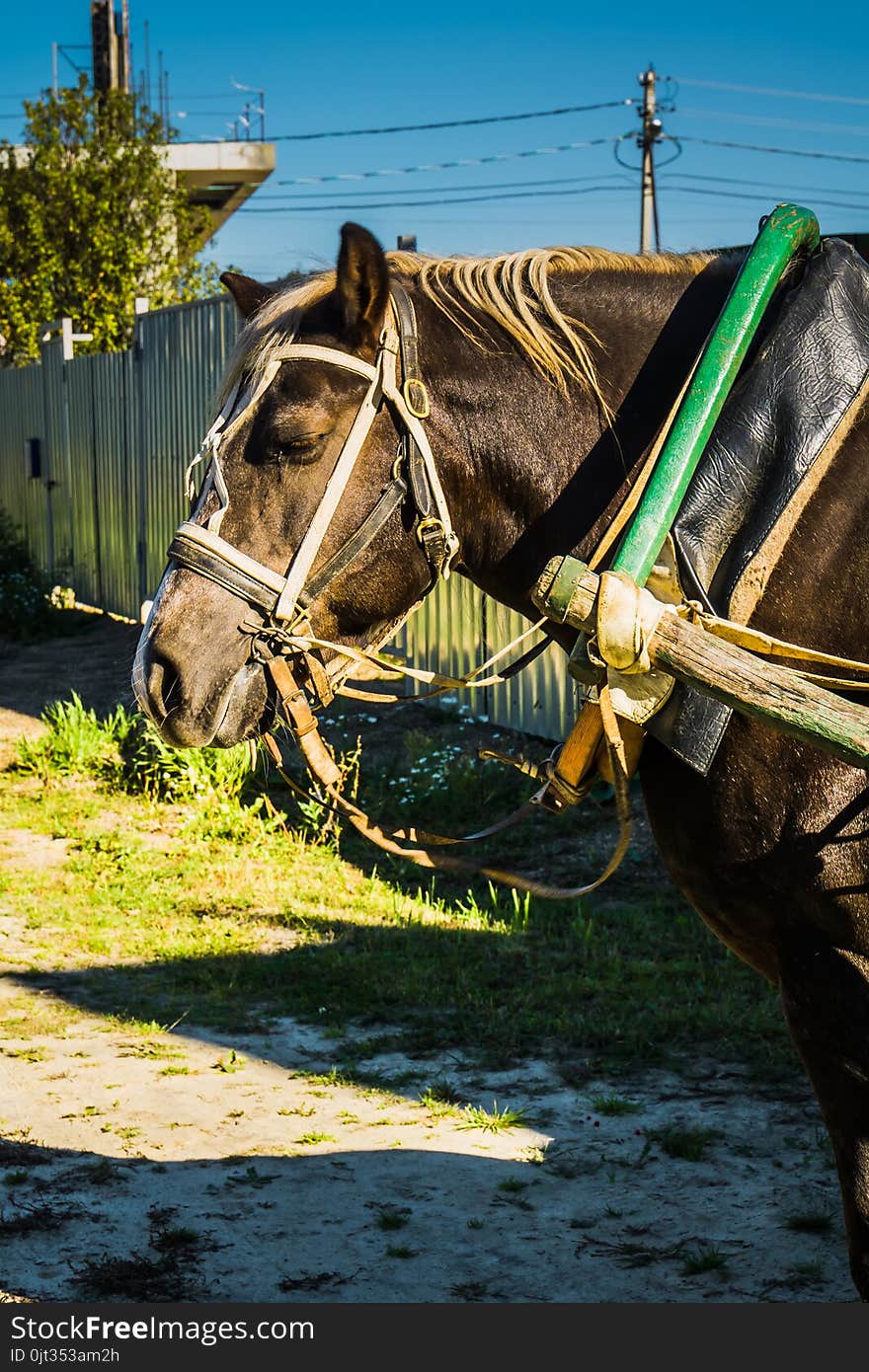 Rural portrait of a horse in harness, sunny summer day. Rural portrait of a horse in harness, sunny summer day.