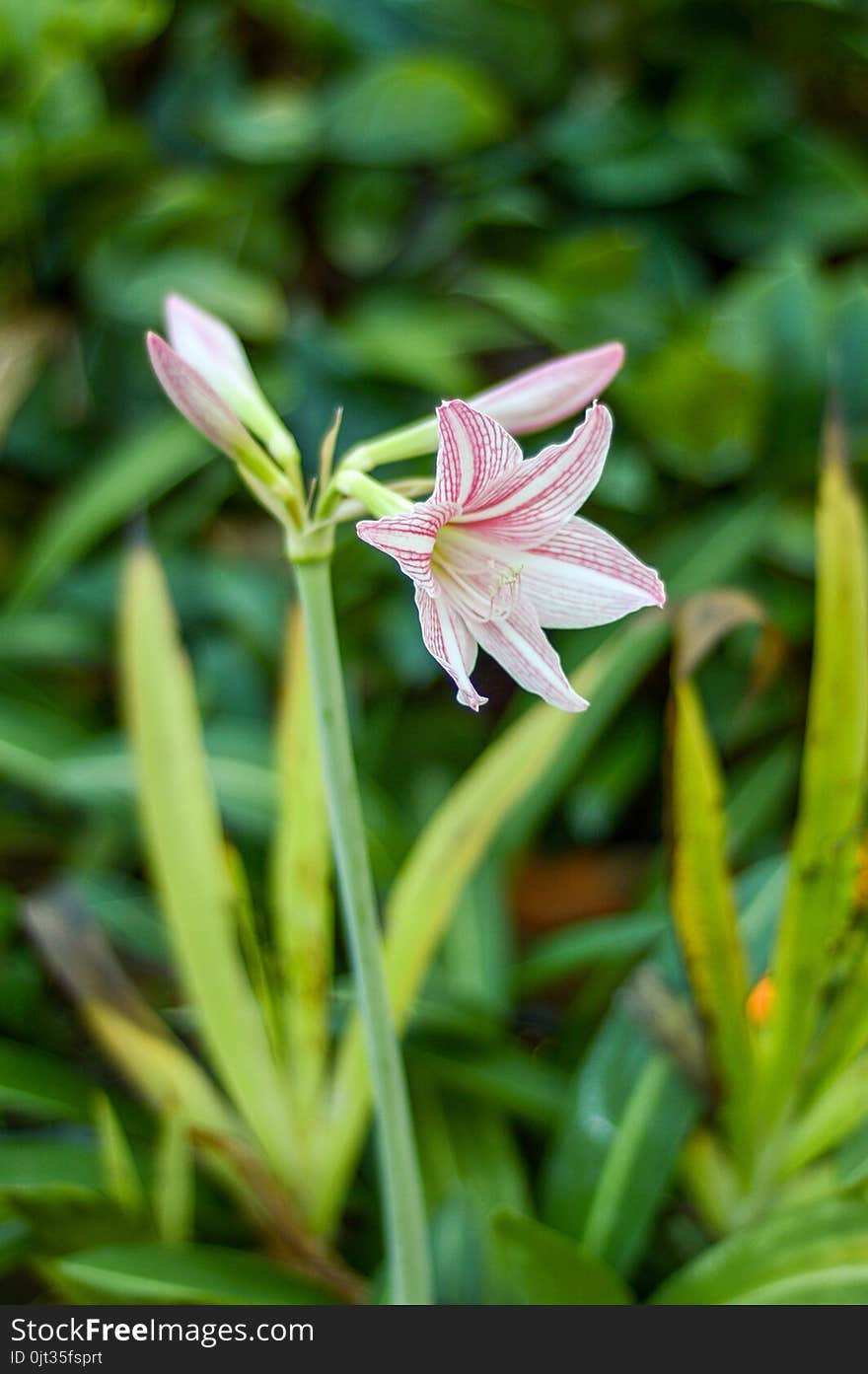 Hippeastrum johnsonii flower in nature garden