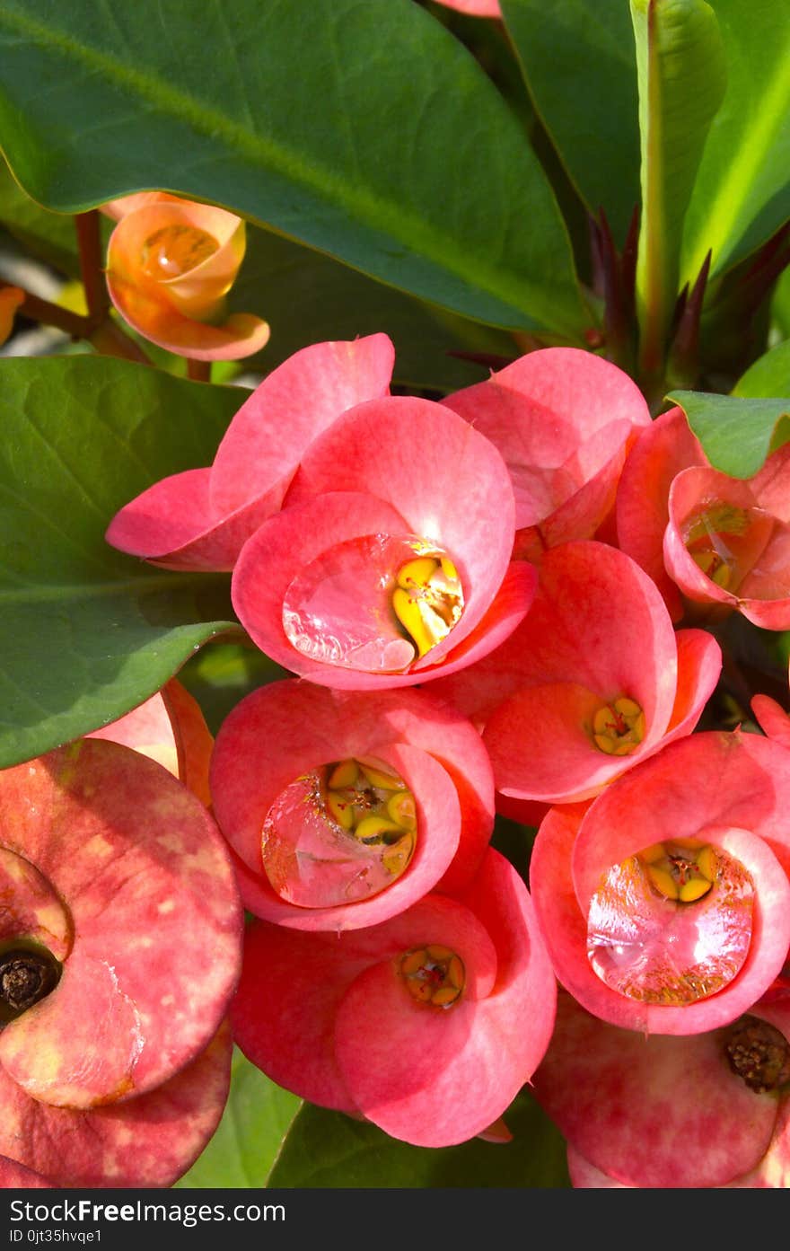 Euphorbia Milii Flower In Nature Garden