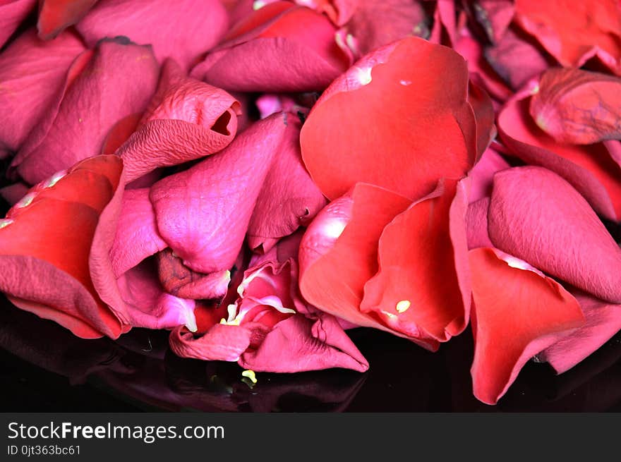 Petals Of Red Roses On The Black Plate