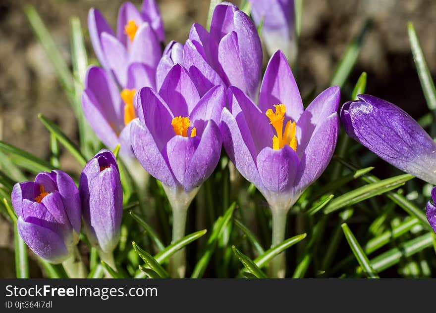 Purple crocus made his way through the soil.