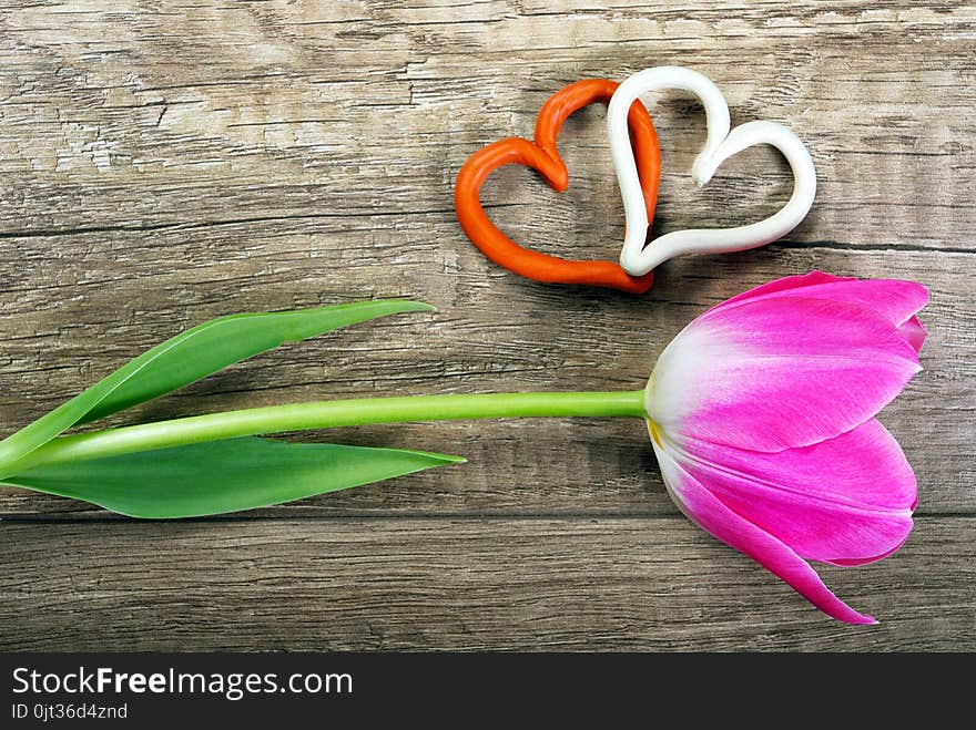 Tulip on a wooden background. close-up