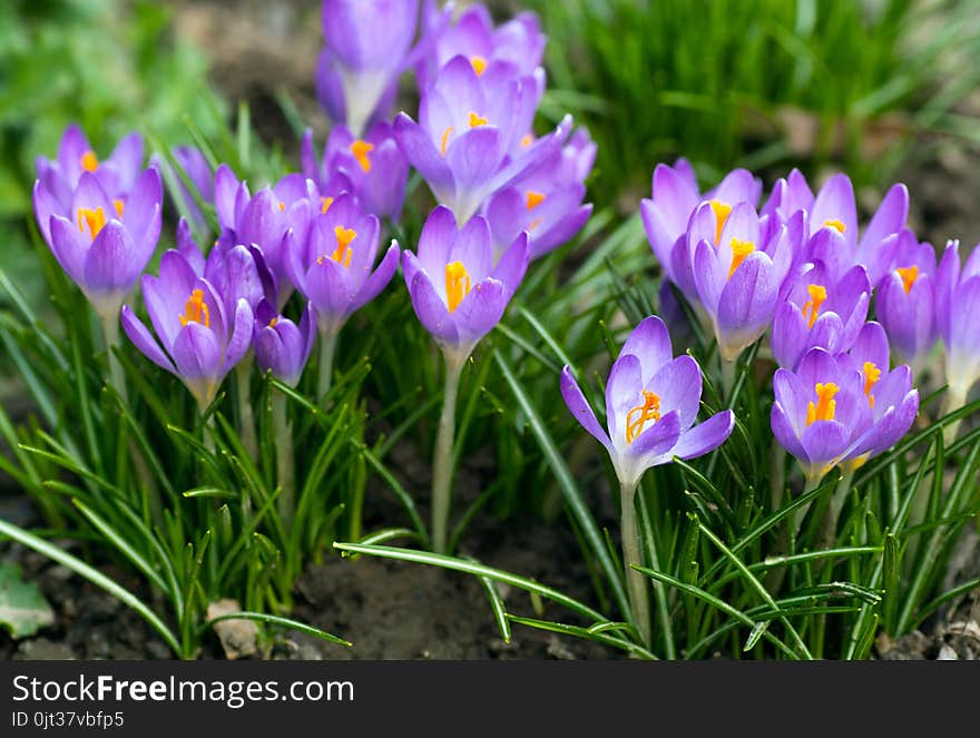 Purple Crocus Made His Way Through The Soil.