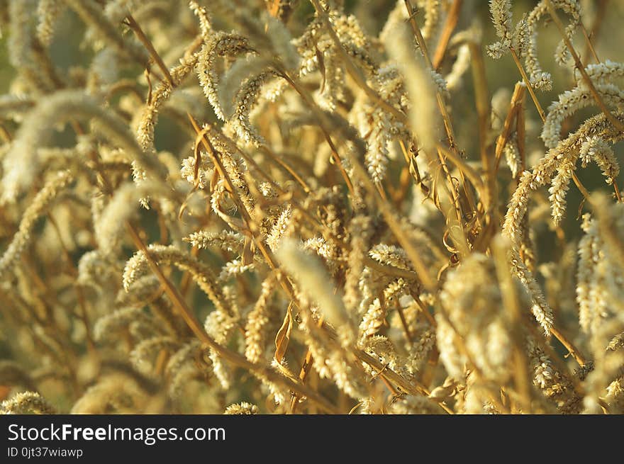 Dry celosia argentea flower in nature garden