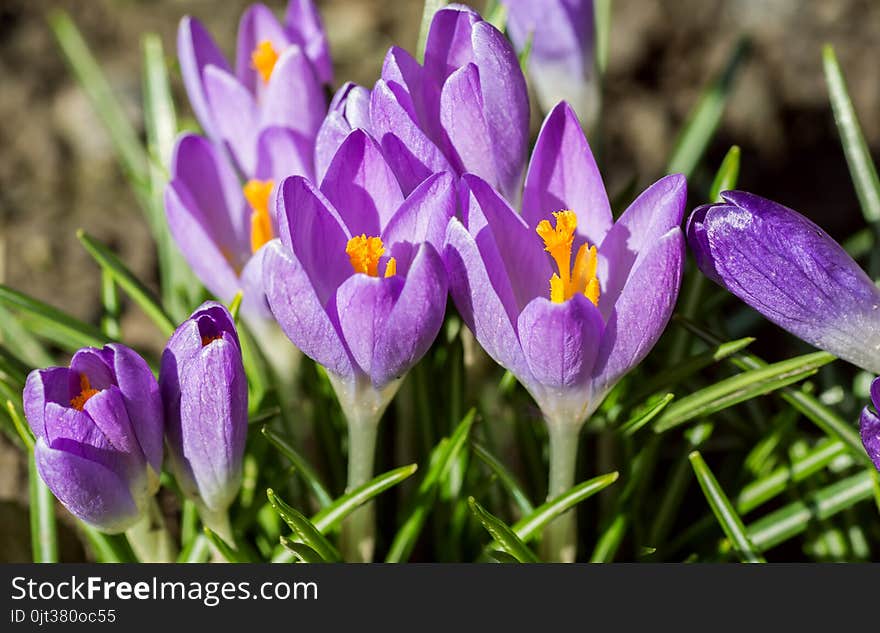 Purple Crocus Made His Way Through The Soil.