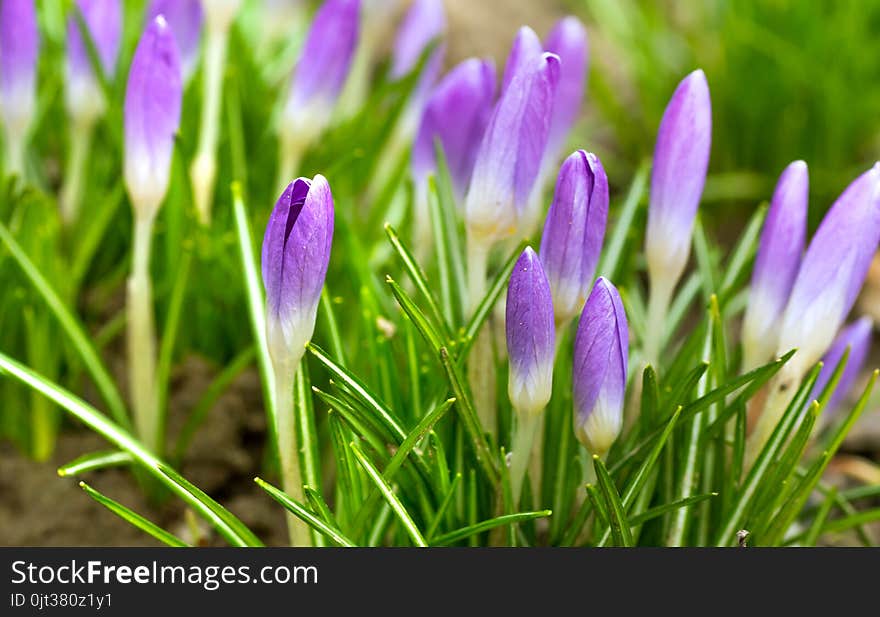 Purple crocus made his way through the soil.