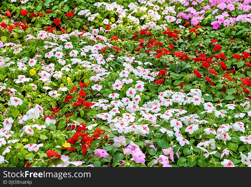 Colorful Catharanthus Roseus Flower In Nature Garden