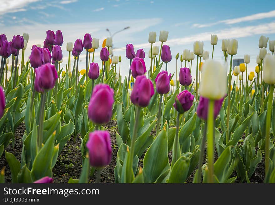 Bright tulips blooming, spring flowers in the flowerbed, city streets decoration. Bright tulips blooming, spring flowers in the flowerbed, city streets decoration.