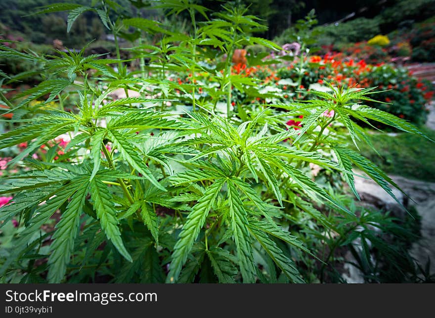 hemp was planted for the show in Hmong tribal village in a valley of Doi Pui to Doi Suthep National Park Chiang Mai Thailand. hemp was planted for the show in Hmong tribal village in a valley of Doi Pui to Doi Suthep National Park Chiang Mai Thailand.