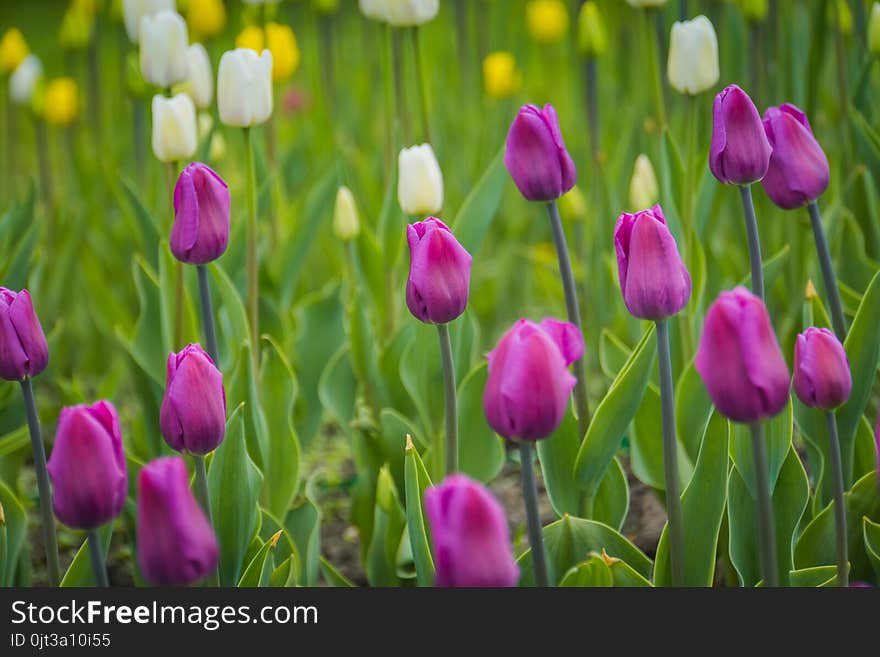 Bright tulips blooming, spring flowers in the flowerbed, city streets decoration. Bright tulips blooming, spring flowers in the flowerbed, city streets decoration.