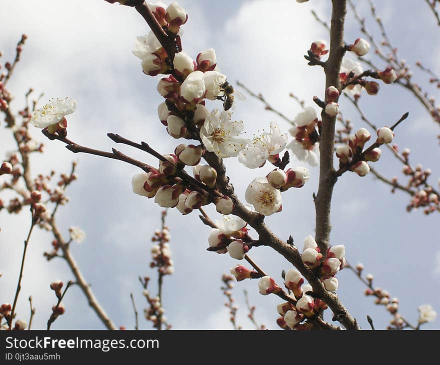 Flowering apricot tree, white flowers.