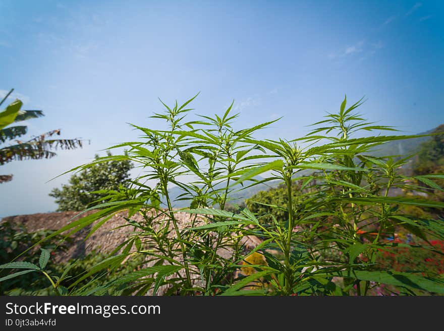 hemp was planted for the show in Hmong tribal village in a valley of Doi Pui to Doi Suthep National Park Chiang Mai Thailand. hemp was planted for the show in Hmong tribal village in a valley of Doi Pui to Doi Suthep National Park Chiang Mai Thailand.