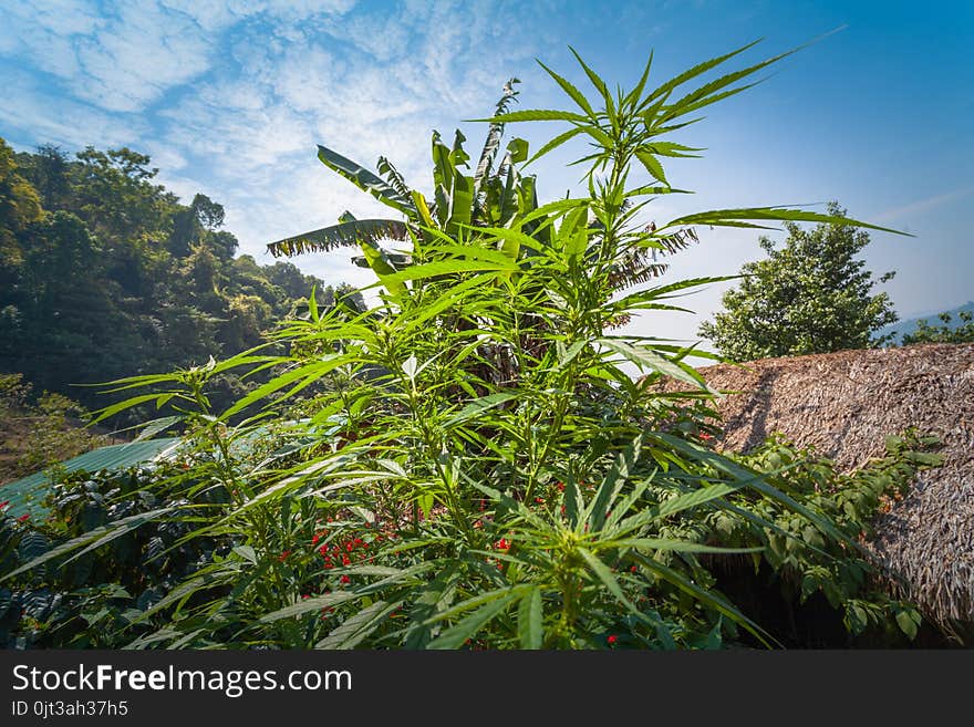 hemp was planted for the show in Hmong tribal village in a valley of Doi Pui to Doi Suthep National Park Chiang Mai Thailand. hemp was planted for the show in Hmong tribal village in a valley of Doi Pui to Doi Suthep National Park Chiang Mai Thailand.