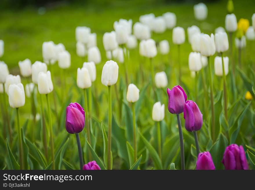 Tulips blooming in the flowerbed