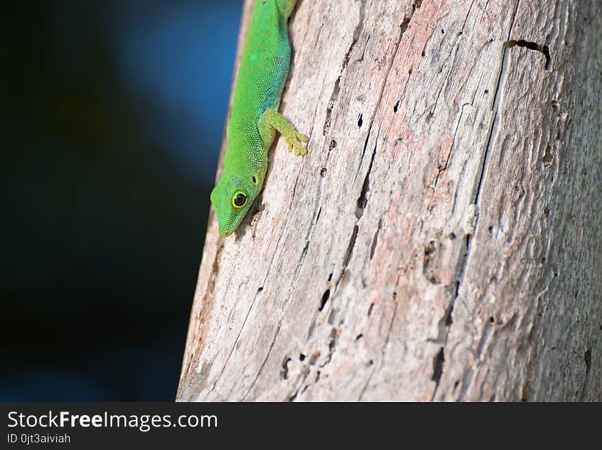 Green lizard on tree with interesting bark patterns on island