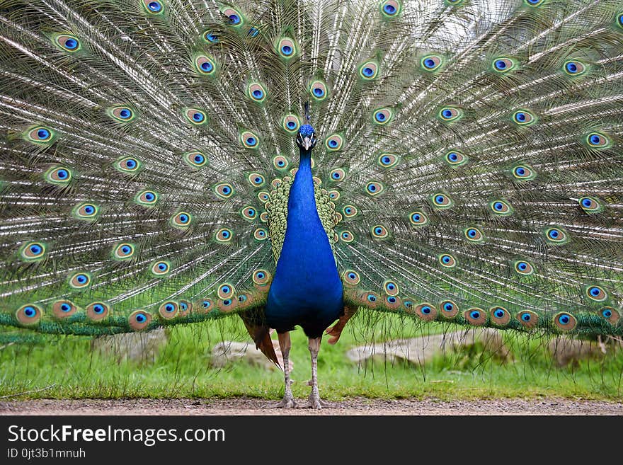Indian peafowl standing on sand ground in front of green grass displaying its extensive feather tail. Peacock with metallic blue shimmering neck, center, looking straight at camera. Indian peafowl standing on sand ground in front of green grass displaying its extensive feather tail. Peacock with metallic blue shimmering neck, center, looking straight at camera.