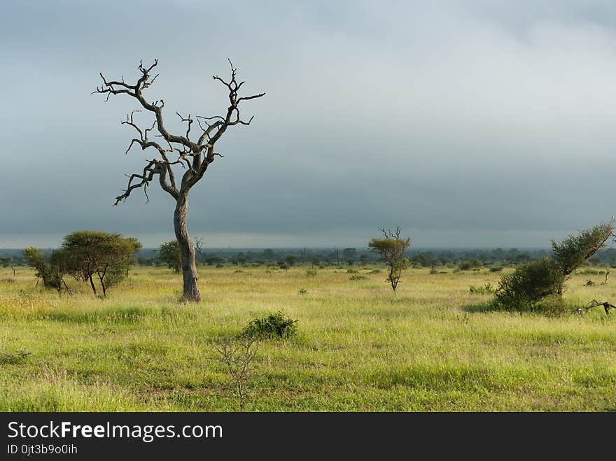 Lone dead tree in green african savannah