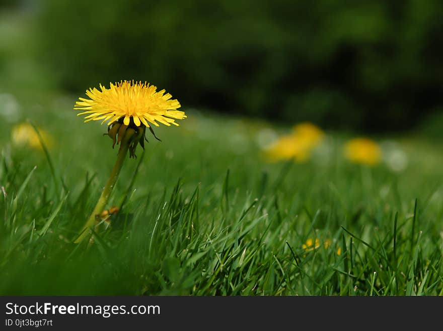 Single yellow dandelion flower surrounded by green grass in spring