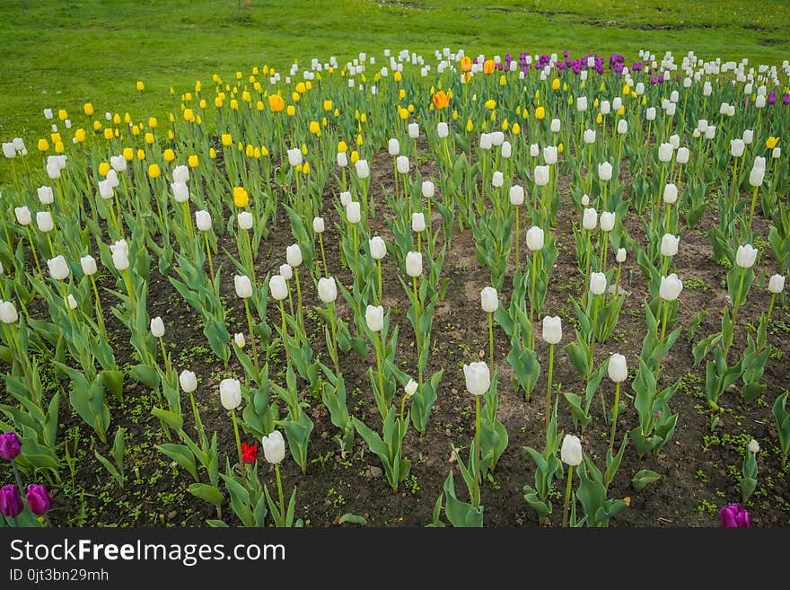 Bright tulips blooming, spring flowers in the flowerbed, city streets decoration. Bright tulips blooming, spring flowers in the flowerbed, city streets decoration.