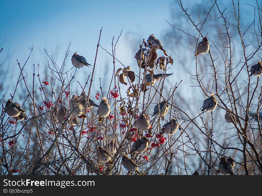 Waxwings On Winter Tree