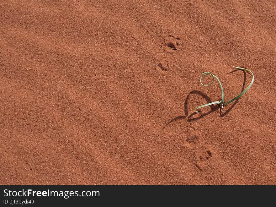 A young plant stuggling to grow in the desert sand. Red sand dune with wave pattern and prints. Direct sunlight resulting in a hot day. A young plant stuggling to grow in the desert sand. Red sand dune with wave pattern and prints. Direct sunlight resulting in a hot day.