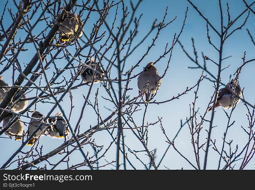 Hungry waxwing birds sitting on frosted tree branches. Hungry waxwing birds sitting on frosted tree branches.