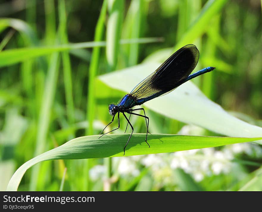 Blue Dragonfly On Grass, Lithuania