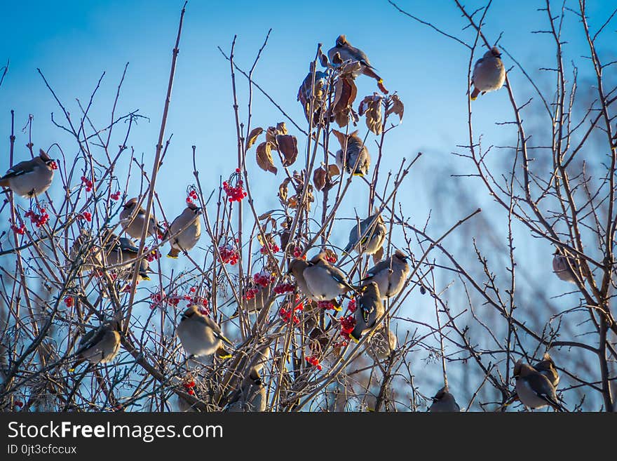 Hungry waxwing birds sitting on frosted tree branches. Hungry waxwing birds sitting on frosted tree branches.