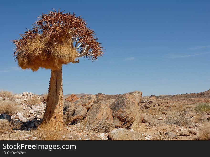 Lone Quiver Tree With Bird Nest In Rocky Landscape And Blue African Sky