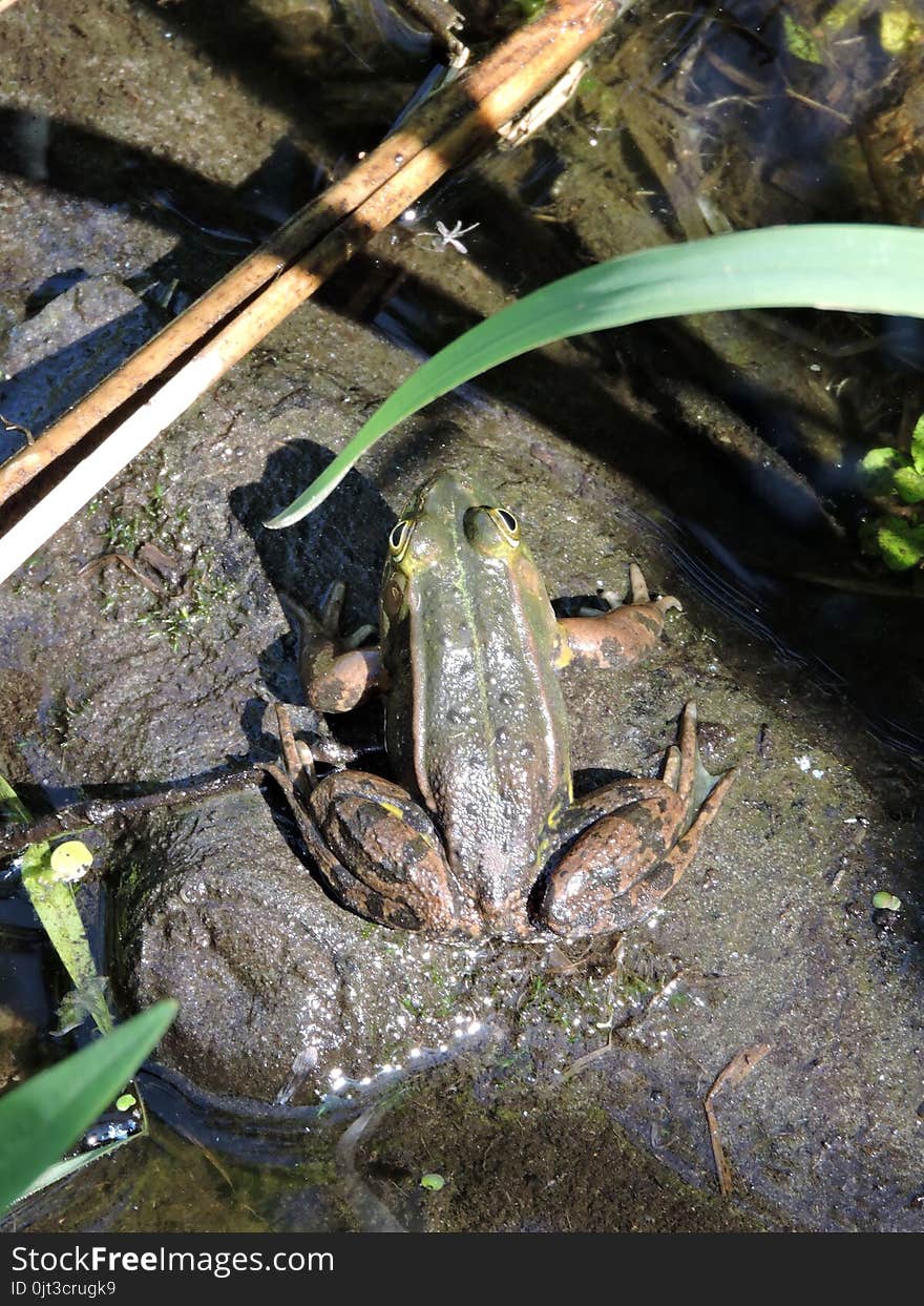 Brown wild little frog in lake, Lithuania