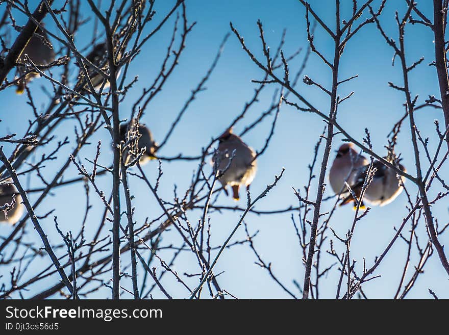 Hungry waxwing birds sitting on frosted tree branches. Hungry waxwing birds sitting on frosted tree branches.