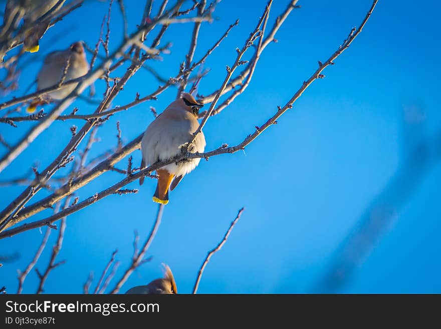 Hungry waxwing birds sitting on frosted tree branches. Hungry waxwing birds sitting on frosted tree branches.