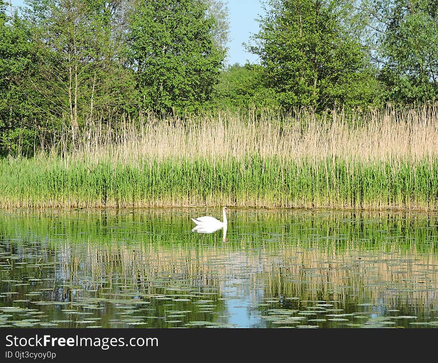 Chanel, Plants And White Swan , Lithuania