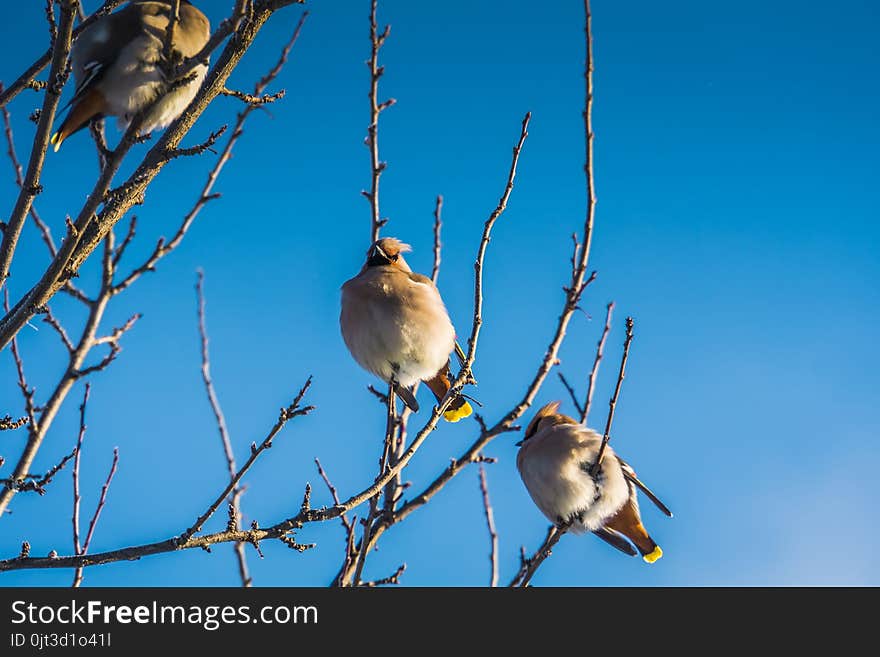 Waxwings on Winter Tree