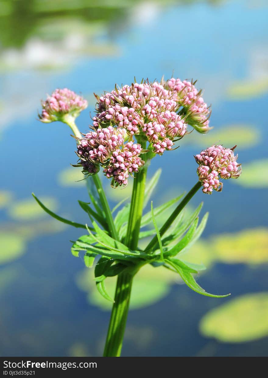 Blooming valerian plant, Lithuania