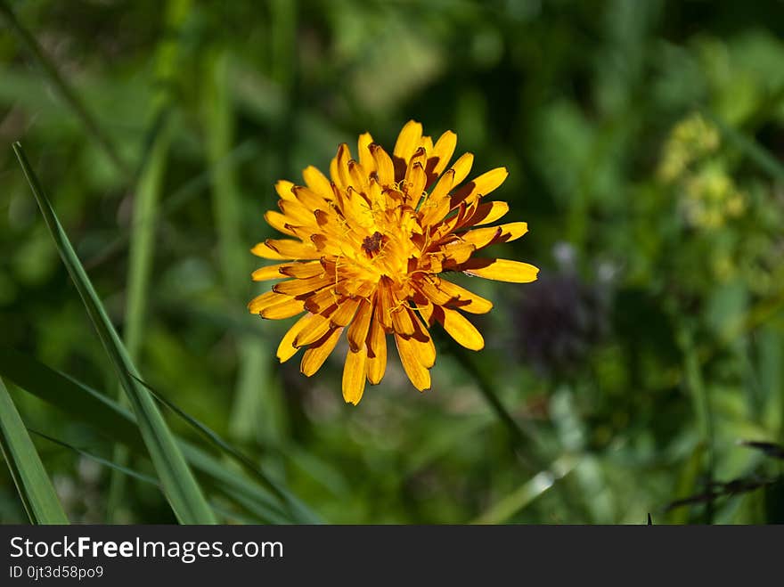 The yellow flower of the sun