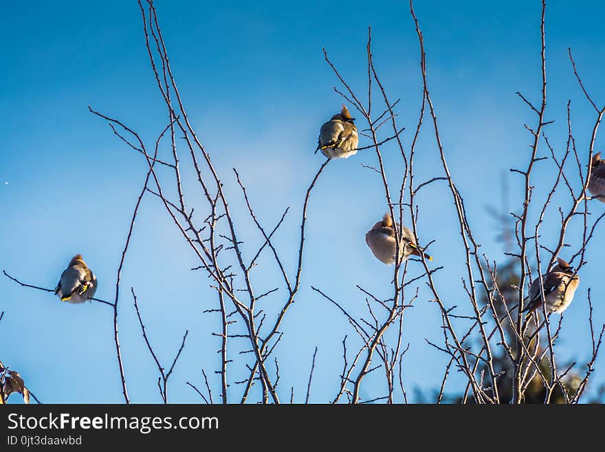 Hungry waxwing birds sitting on frosted tree branches. Hungry waxwing birds sitting on frosted tree branches.