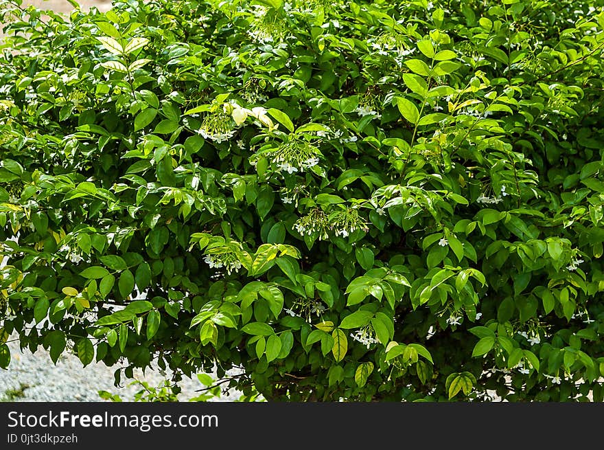 White Wrightia Religiosa Flower In Nature Garden