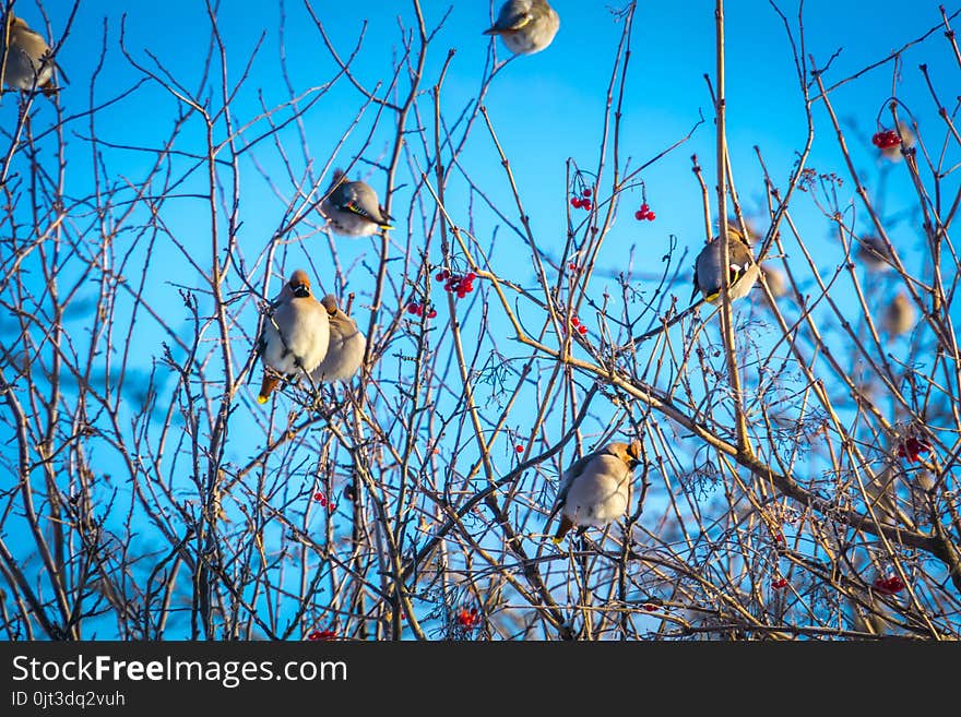 Hungry waxwing birds sitting on frosted tree branches. Hungry waxwing birds sitting on frosted tree branches.