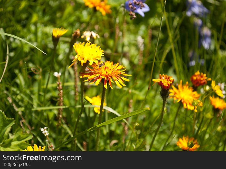 The beauty of the colors of the mountain flowers of the Belluno Dolomites in Italy. The beauty of the colors of the mountain flowers of the Belluno Dolomites in Italy